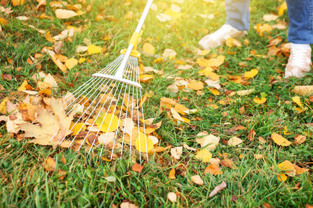 Woman raking fallen leaves on green lawn outdoors, closeup