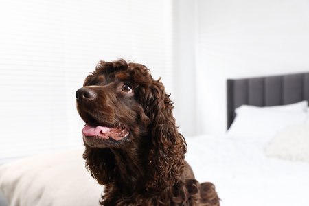 Cute Cocker Spaniel dog on bed at homeの写真素材