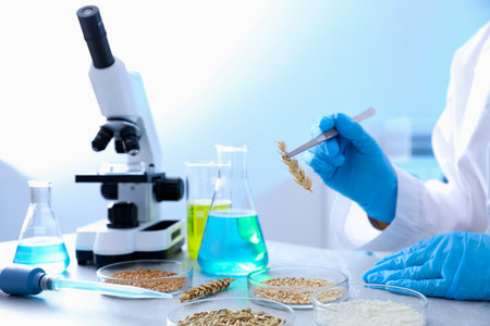 Scientist working with samples of different grains in Petri dishes at table in laboratory, closeupの写真素材