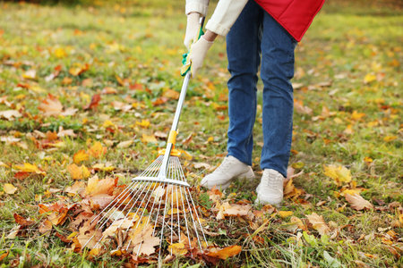 Woman gathering fallen leaves with fan rake on lawn outdoors, closeup