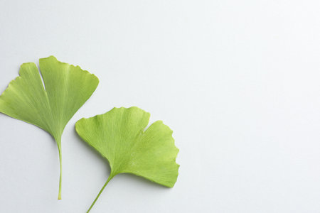 Ginkgo biloba leaves on light gray background, flat lay. Space for textの写真素材