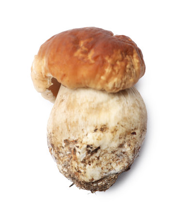 One fresh porcini mushroom isolated on white, top viewの写真素材