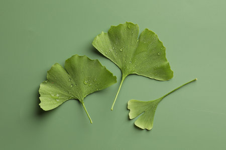 Many wet ginkgo biloba leaves on green background, flat layの写真素材