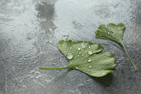 Wet ginkgo biloba leaves on gray textured table, closeup. Space for textの写真素材
