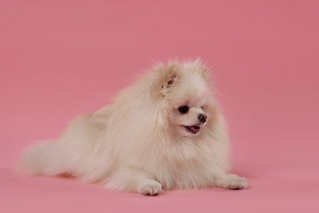 Cute fluffy Pomeranian dog on pink backgroundの写真素材