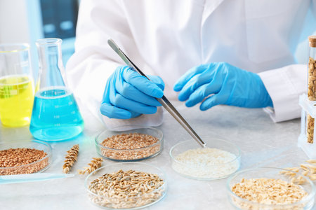 Scientist working with samples of different grains in Petri dishes at table in laboratory, closeupの写真素材