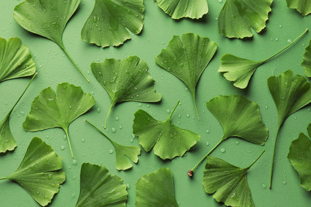 Many wet ginkgo biloba leaves on green background, flat layの写真素材