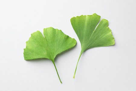 Ginkgo biloba leaves on light gray background, flat layの写真素材