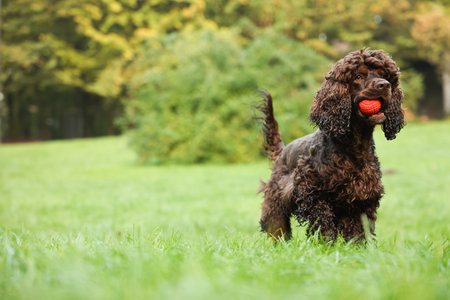 Beautiful water spaniel dog in park.の写真素材