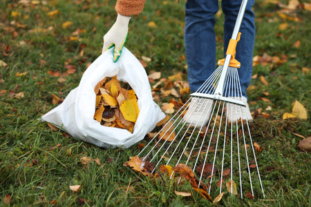 Woman gathering fallen leaves on green lawn outdoors, closeup