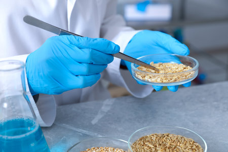Scientist working with samples of different grains in Petri dishes at table in laboratory, closeupの写真素材