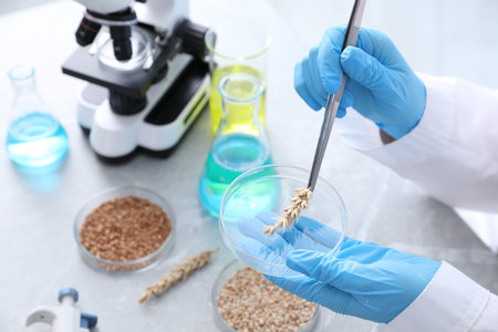 Scientist working with samples of different grains in Petri dishes at table in laboratory, closeupの写真素材