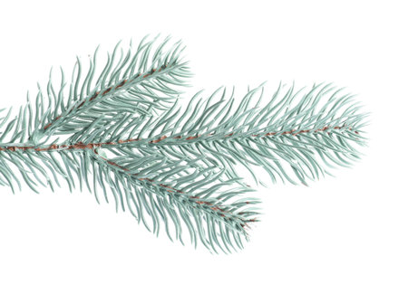 Branch of artificial fir tree isolated on white. Christmas decorの写真素材