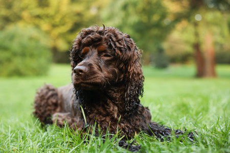 Beautiful water spaniel dog in parkの写真素材