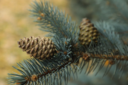 Blue spruce branch with cones outdoors, closeup