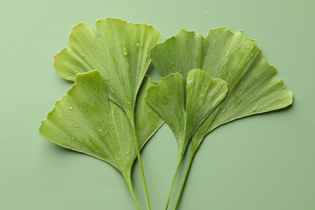 Many wet ginkgo biloba leaves on green background, flat lay