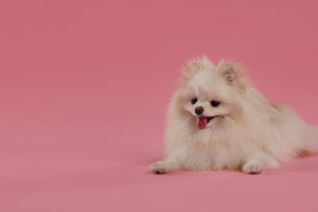Cute fluffy Pomeranian dog on pink background, space for textの写真素材