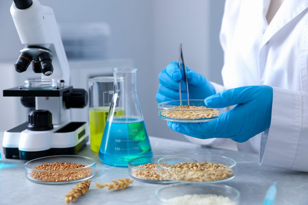Scientist working with samples of different grains in Petri dishes at table in laboratory, closeupの写真素材