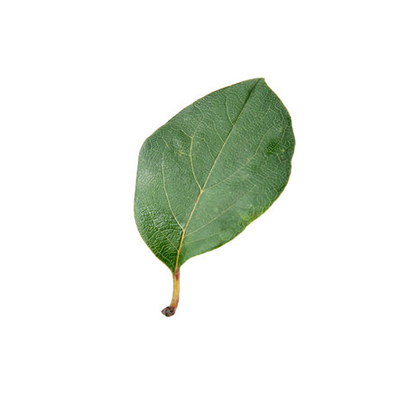 One green quince leaf isolated on whiteの写真素材