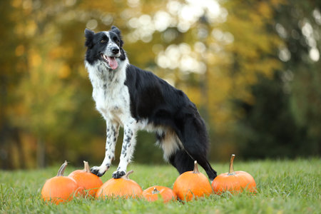 Cute Border Collie dog and pumpkins in autumn parkの写真素材