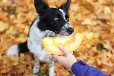Woman giving piece of pumpkin to cute Border Collie dog in autumn park, closeupの写真素材