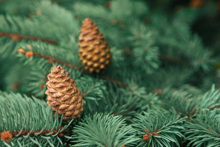 Blue spruce branches with cones outdoors, closeup. Space for textの写真素材