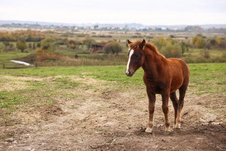 Beautiful brown horse outdoors. Lovely domesticated petの写真素材