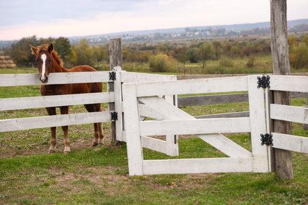 Beautiful brown horse at paddock. Lovely domesticated petの写真素材