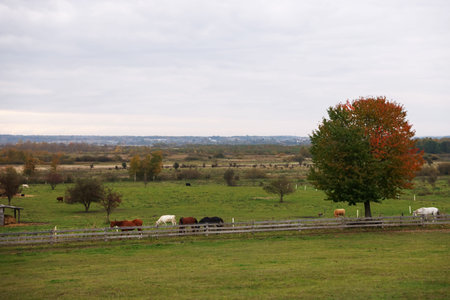 Beautiful horses grazing in countryside.