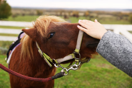 Woman stroking beautiful pony outdoors, closeup. Lovely domesticated pet