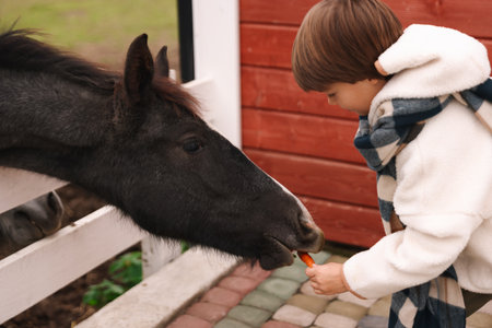 Equine assisted therapy. Boy feeding carrot to horse outdoors. Lovely domesticated petの写真素材