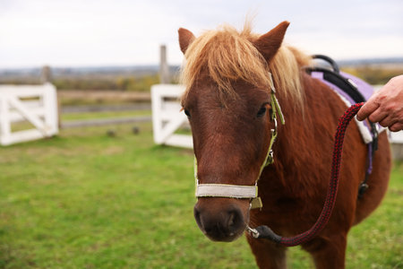 Man with beautiful pony outdoors, closeup and space for text. Lovely domesticated petの写真素材