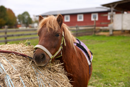 Beautiful pony near stack of hay outdoors. Lovely domesticated petの写真素材
