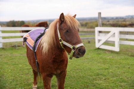 Beautiful pony at paddock, space for text. Lovely domesticated petの写真素材
