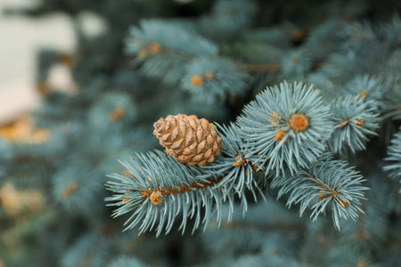 Blue spruce branch with cone outdoors, closeupの写真素材