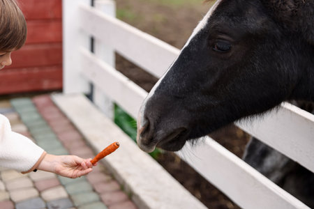 Equine assisted therapy. Boy feeding carrot to horse outdoors, closeup. Lovely domesticated petの写真素材