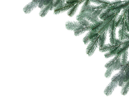 Christmas fir tree branches isolated on whiteの写真素材