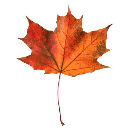 Bright red leaf isolated on white. Autumn seasonの写真素材
