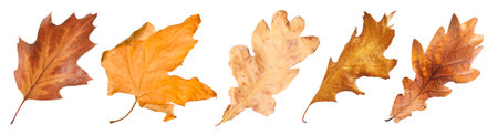 Brown leaves isolated on white, set. Autumn seasonの写真素材