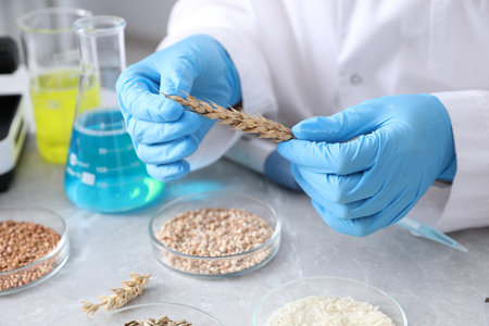 Scientist working with samples of different grains in Petri dishes at table in laboratory, closeupの写真素材
