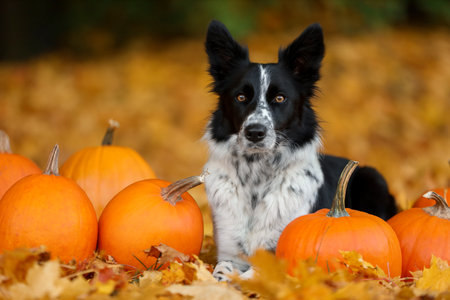 Cute Border Collie dog and pumpkins in autumn parkの写真素材