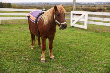 Beautiful pony at paddock. Lovely domesticated petの写真素材