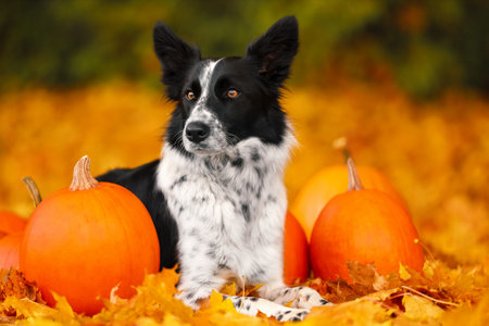 Cute Border Collie dog and pumpkins in autumn parkの写真素材