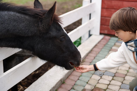 Equine assisted therapy. Boy feeding carrot to horse outdoors. Lovely domesticated petの写真素材