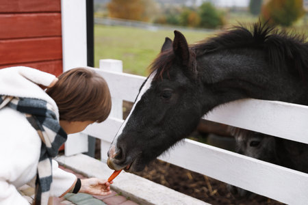 Equine assisted therapy. Boy feeding carrot to horse outdoors. Lovely domesticated petの写真素材