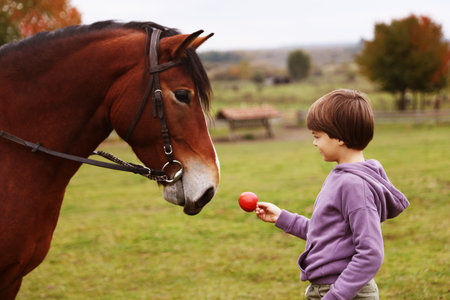 Equine assisted therapy. Little boy feeding apple to horse outdoors. Lovely domesticated petの写真素材