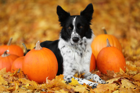 Cute Border Collie dog and pumpkins in autumn park