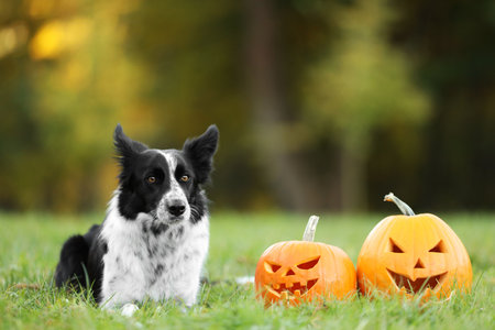 Cute Border Collie dog and jack-o-lantern pumpkins in autumn park. Space for textの写真素材