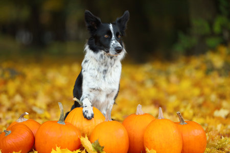 Cute Border Collie dog and pumpkins in autumn parkの写真素材