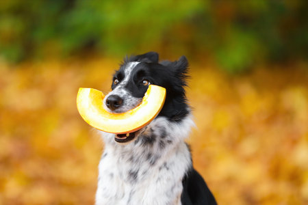 Cute Border Collie dog with piece of pumpkin in autumn parkの写真素材